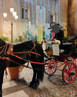 Carrozza calesse e finimenti