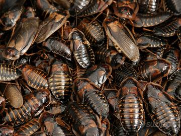 Blatte Dubia