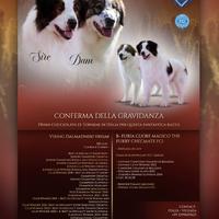 Tornjak RARITA IN ITALIA