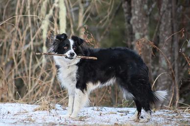 Border Collie