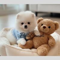 VOLPINO SPITZ POMERANIA cuccioli -VOLPINI-12 rate