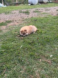 Volpino Pomerania e volpino italiano