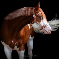 Stallone Paint Horse, stagione di monta 2026