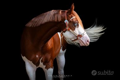 Stallone Paint Horse, stagione di monta 2026