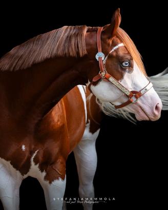 Stallone Paint Horse, stagione di monta 2026