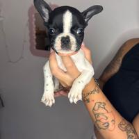 Bulldog francese