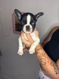 Bulldog francese