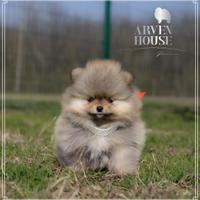 Cuccioli di Spitz nano tedesco