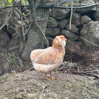 Galline Araucana