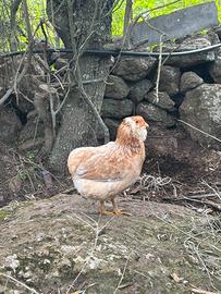 Galline Araucana