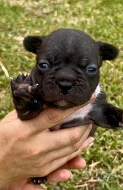 Cuccioli Bulldog Francesi