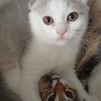 Scottish fold