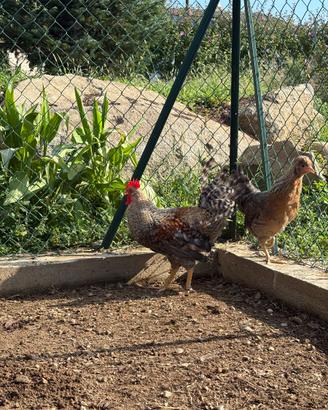 Coppia polli ornamentali legbar