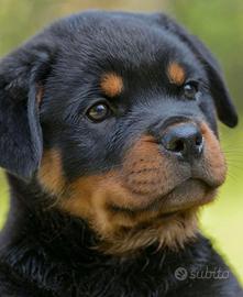 Rottweiler