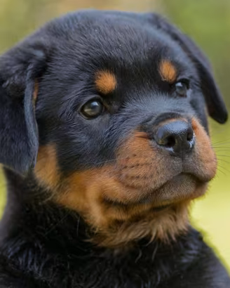 Rottweiler