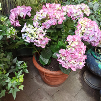 Vaso terracotta toscana con pianta