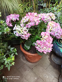 Vaso terracotta toscana con pianta