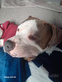 Amstaff
