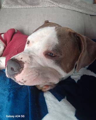 Amstaff
