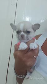 chihuahau