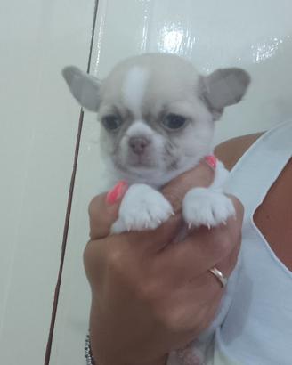 chihuahau
