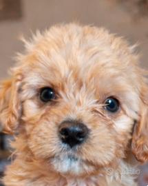 Dolcissimi cuccioli piccola taglia di Cavapoo