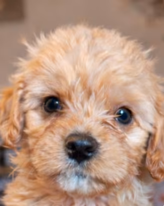 Dolcissimi cuccioli piccola taglia di Cavapoo