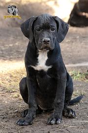 Cuccioli cane corso