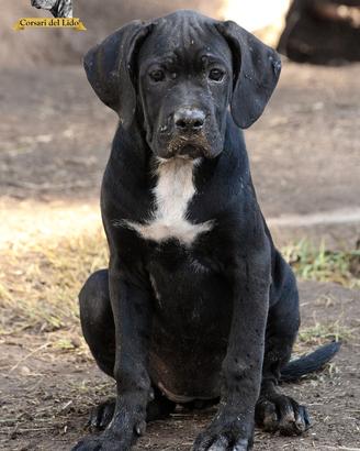 Cuccioli cane corso