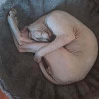 Gatto sphynx