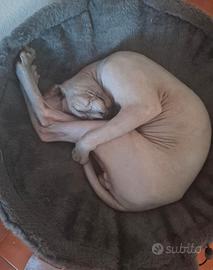 Gatto sphynx