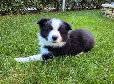 Cuccioli di Border Collie alta genealogia
