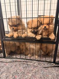 Volpini di Pomerania