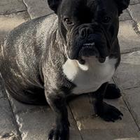 Bulldog francese