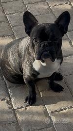 Bulldog francese