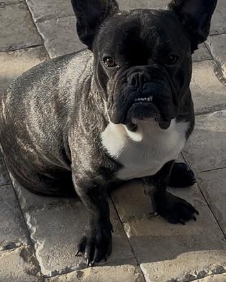 Bulldog francese