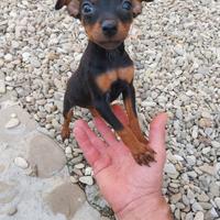 Cucciolo di pincher originale