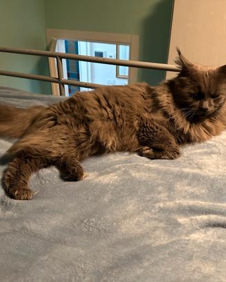 Gatto maschio Maine Coon per accoppiamento/monta