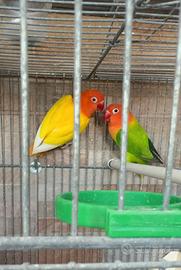 Coppia Inseparabili Fischer