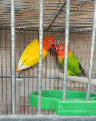 Coppia Inseparabili Fischer