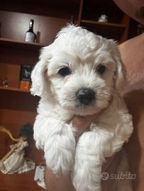 Maltese cucciolo 45 giorni