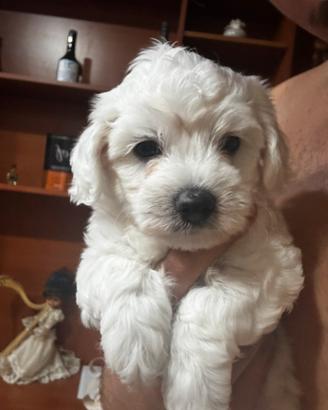Maltese cucciolo 45 giorni