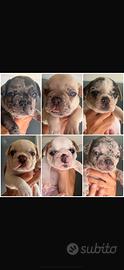 Cuccioli Bulldog Francese ?