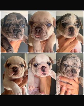 Cuccioli Bulldog Francese ?