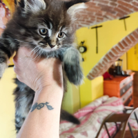 Gattini simil Maine coon