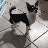 Maschio chihuahua Toy per accoppiamento