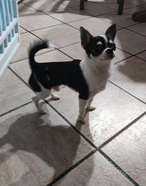 Maschio chihuahua Toy per accoppiamento