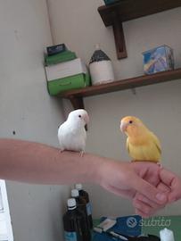 Pappagalli inseparabili allevati a mano