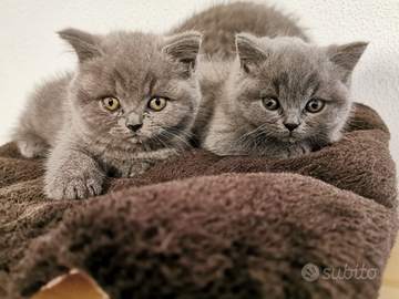 Cuccioli di British con C. G. ANFI