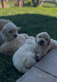 Golden Retriever Cuccioli